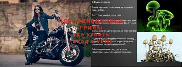 индика Аркадак